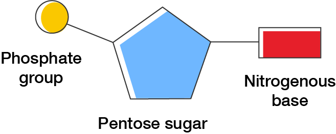 The general structure of a nucleotide, consisting of a phosphate group, pentose sugar and nitrogenous base.